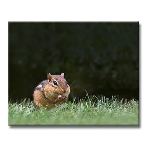 Eastern Chipmunk